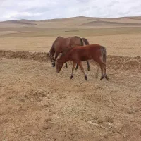 اسب2عدد