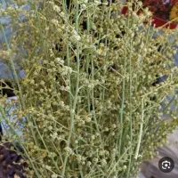گیاه تشنه داری