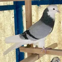 کبوتر گوره آبی کاکلی کم پر گم کردم