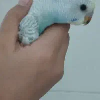 مرق عشق ماده ۲ماهه توضیحات رو بخوانید
