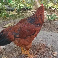مرغ و خروس
