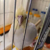 عروس هلندی گمشده