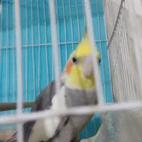 پرنده