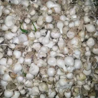 موسیر کوهی