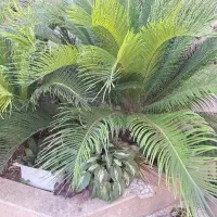 سیکاس