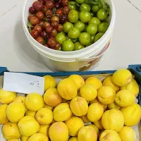 زردالو تازه بهدان.