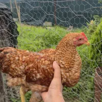 خروس نرا درشت گل باقالی خوشگل