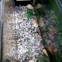 آکواریوم|ماهی|آران و بیدگل, |دیوار