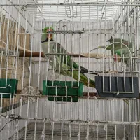 دو جفت شاه طوطی مولد با تمام وسایل