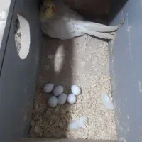 عروس هلندی نر ماده