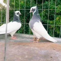 کبوتر طوق سبز بی عیب