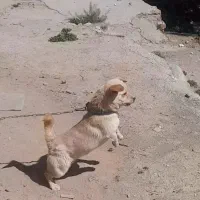 سگ پاکوتاه نر