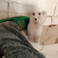 سگ مینیاتوری آمریکن اسکیمو ماده