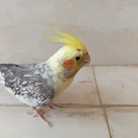 عروس هلندی نر