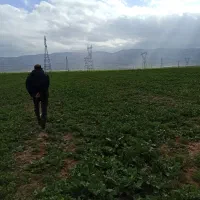 زمین مسکونی  کشاورزی