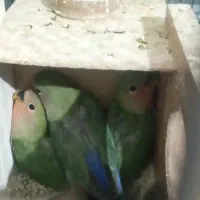 جوجه طوطی برزیلی دونه خور