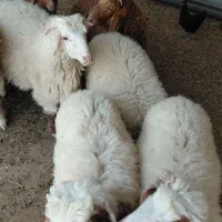 بره عربی اصل