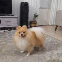 پامر وارداتی تربیت شده همه چیز تمام