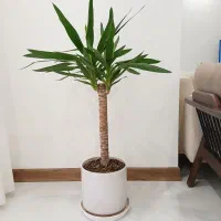 گل یوکا (پرداخت درب منزل)
