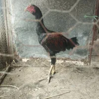 جوجه خروس لاری
