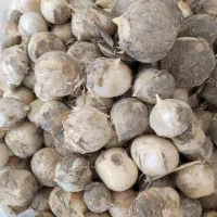 موسیر تازه