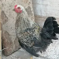 خروس نزاد دار