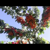 باغ تفریحی پرمیوه مناسب برای استراحت1100متری