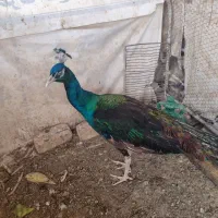 طاووس مصری افریقایی