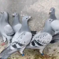 کبوتر پلای مسافتی موریس دلبر