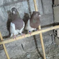بازیکن خوشگل