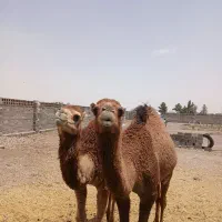 دو عدد شتر چاق برای قربانی