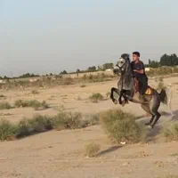 اسب کرد