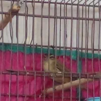 سره|پرنده|رشت, نظری|دیوار