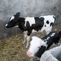 ۱گاو و۲تا گوساله