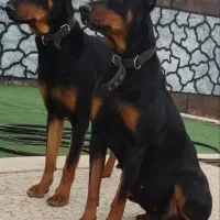 سگ دوبرمن
