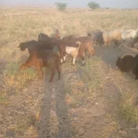 تعداد9عدد بز داشتی و7عدد پازن و اخته کشتی بفروش می