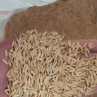 چلتوک خشک علی کاظمی موجود