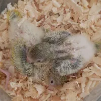 طوطی راهب.جوجه سرلاکی و نرم خور.همه رنگ