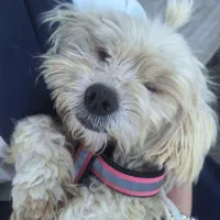 واگذاری سگ آشپیتز پامر