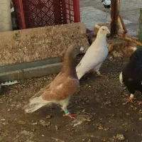 کفتر و کبوتر خوب