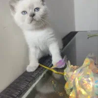 بچه گربه اسکاتیش هیمالین