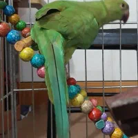 طوطی سالم و سرحال