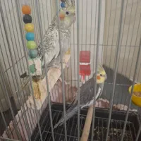 عروس هلندی گلباقالی