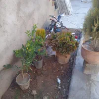 ۳هزار مترزمین کشاورزی سند تک برگ