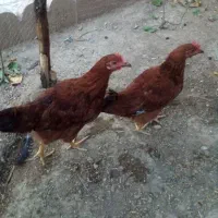 خروس