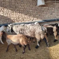 فروش قوچ