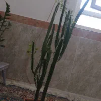 گل کاکتوس