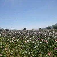 س کار گر هستم