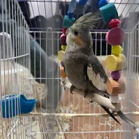 عروس هلندی