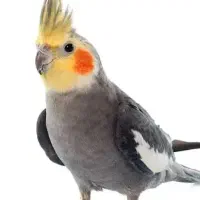 فروش عروس هلندی